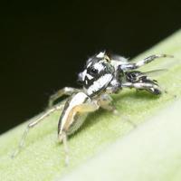 aranhas pegando moscas alimentação foto
