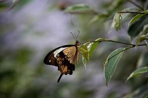 borboleta rabo de andorinha africano empoleirar-se na folha foto