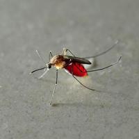 close-up de mosquito cheio de sangue vermelho foto
