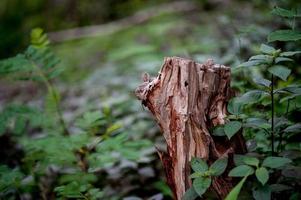 lindas folhas verdes durante a estação chuvosa foto