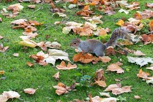 esquilo cinza entre folhas de outono foto