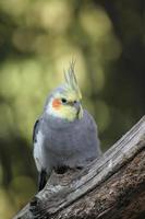 pássaro periquito macho sentado no galho de árvore foto