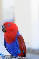 papagaio vermelho e azul foto
