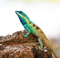 iguana azul na natureza foto