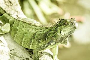 iguana verde foto