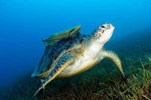 tartaruga verde com remora anexado em ervas marinhas foto