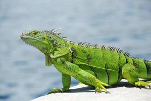 iguana verde pisca a língua