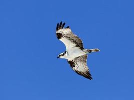 Águia-pescadora (falcão do mar) em voo contra o céu azul