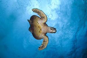 tartaruga-do-mar / tortue ã ã © caille