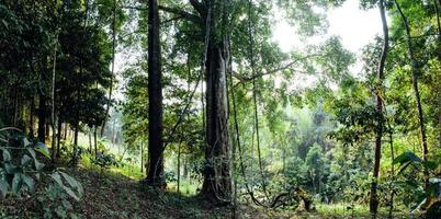 árvores verdes na floresta de verão foto