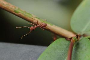 uma formiga vermelha se agarra a um galho e está subindo em um galho. com fundo verde