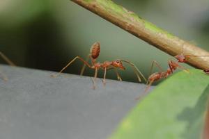 uma formiga vermelha se agarra a um galho e está subindo em um galho. com fundo verde