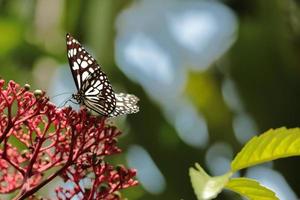 uma borboleta empoleirada em uma folha verde, uma borboleta em uma flor vermelha. foto