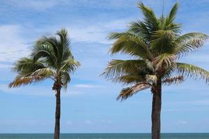 coqueiros na praia em dia, coqueiros verdes com mar e céu azul.