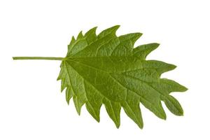 folha de urtiga fresca verde em um fundo branco foto
