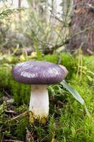 cogumelo não comestível na floresta, com um chapéu roxo foto