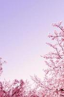 lindas flores de cerejeira de flores de primavera, flor de sakura com fundo de bela natureza foto