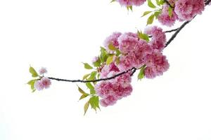 lindas flores de cerejeira de flores de primavera, flor de sakura com fundo de bela natureza foto