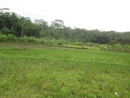 a vista dos campos de arroz verde ao redor das plantações dos moradores foto