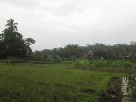 a vista dos campos de arroz verde ao redor das plantações dos moradores foto