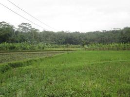 vista dos campos de arroz com vista dos fios elétricos que os atravessam foto