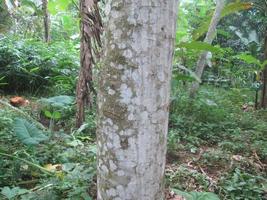 tronco de árvore albasia na plantação foto