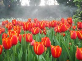 tulipas coloridas florescendo no jardim foto