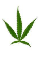 folha de cannabis isolada em branco foto