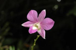 flor de orquídea tailandesa magenta selvagem em fundo preto foto