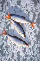 três peixes deitados no gelo texturizado durante a pesca de inverno ao sol foto