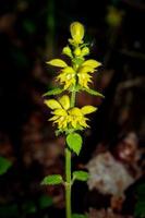 flores de galeobdolon arcanjo lamium amarelo no fundo da floresta negra escura foto