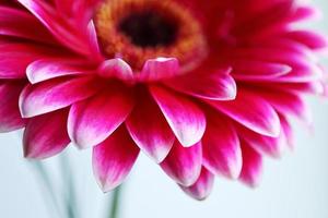 macro de flor de margarida grande gerbera rosa com grama fina em fundo branco foto