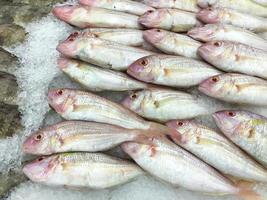 brema de peixe cru fresco do mar, vendido no mercado bazar. as douradas são capturadas e exibidas em fundo de gelo fresco. foto