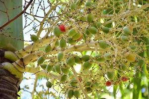 cachos de frutas normanbya normanbyi. foto