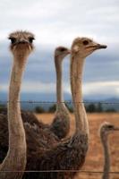 avestruz em um grupo