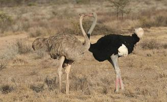 beijando avestruzes - avestruz somaliano, struthio molubdophanes, buffalo springs, quênia