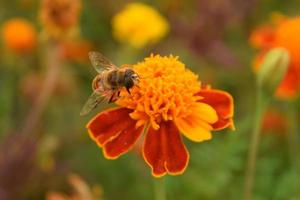 uma abelha rasteja em um calêndula laranja brilhante foto