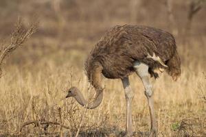 avestruz comum no parque nacional kruger