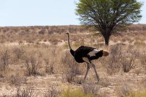 avestruz struthio camelus, em kgalagadi, áfrica do sul