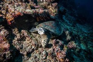 tartaruga verde nadando em foto subaquática de derawan, kalimantan, indonésia