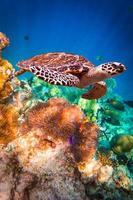 foto subaquática da tartaruga-de-pente