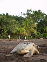 tartaruga marinha na praia tortuguero national park, costa rica