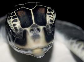 cabeça de tartarugas marinhas foto