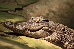 crocodilo foto