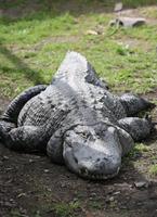grande crocodilo em terra foto