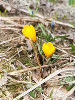 florescendo açafrões amarelos no fundo da terra. prímulas. símbolo da primavera. foto