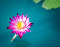 flor de lótus na superfície da água e folhas aquosas verdes escuras. foto