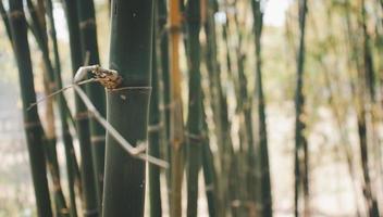 closeup tiro de troncos de árvores finas e caules de bambu. foto