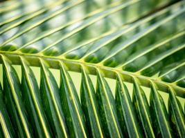 folhas de coco verde dispostas de forma ordenada com a natureza