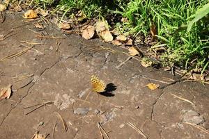 uma borboleta amarela está sentada na estrada foto